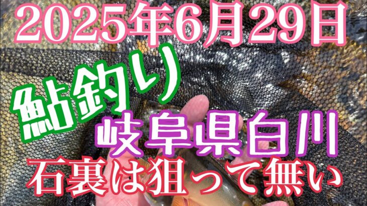 鮎釣り　岐阜県白川　2025年6月29日 石裏は狙って無い！この流れで掛ける‼️