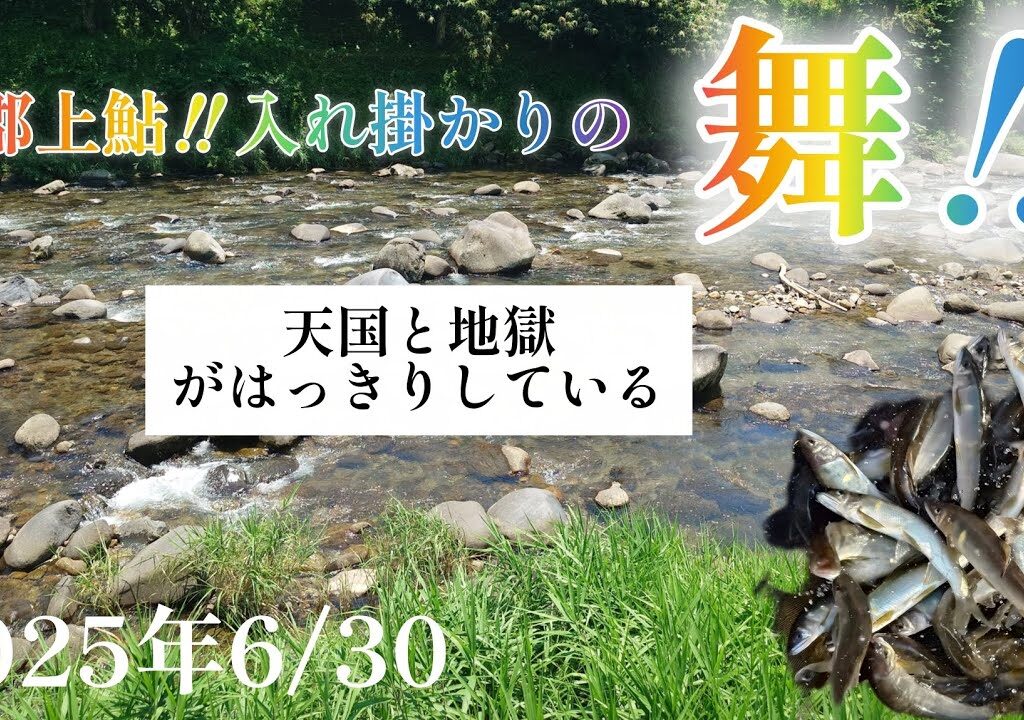 郡上鮎！入れ掛かりの舞‼️天国と地獄がはっきりしている。2025年6月30日