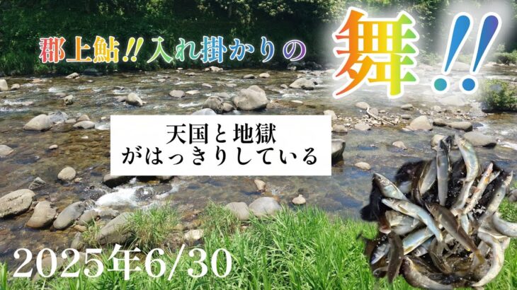 郡上鮎！入れ掛かりの舞‼️天国と地獄がはっきりしている。2025年6月30日