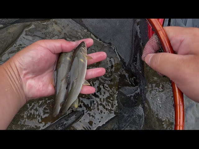 【秋川　鮎釣り】 2025/7/12　良型アユはナワバリ持ち　　　　　#あきる野市#秋川漁協#秋川橋#友釣り