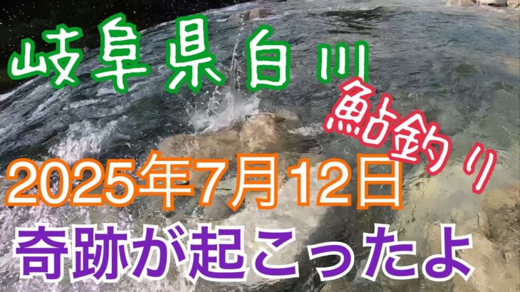 鮎釣り　岐阜県白川　2025年7月12日　増水の中　奇跡が❗️