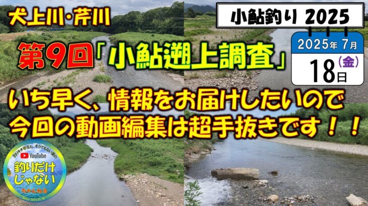 速報！【小鮎釣り2025】待望の雨、降ったぞ！7月18日、第９回「小鮎遡上調査」、芹川・犬上川。来るなら今！スピード重視！今回の動画編集はハッキリ言って、超手抜きです！
