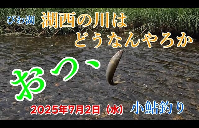 【2025/7/2】びわ湖 湖西の川で小鮎釣りしてきました。【知内川】【石田川】