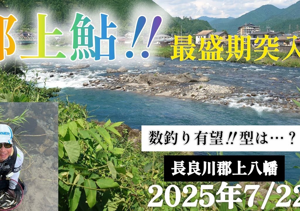 郡上鮎‼️最盛期突入‼️数釣り有望‼️型は…。長良川郡上八幡2025年7/22