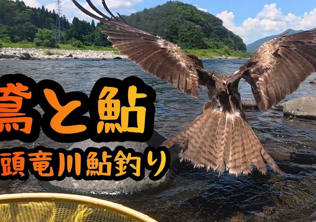 【鳶と鮎】九頭竜川鮎釣り　2025年7月22日(火)