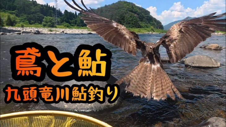 【鳶と鮎】九頭竜川鮎釣り　2025年7月22日(火)
