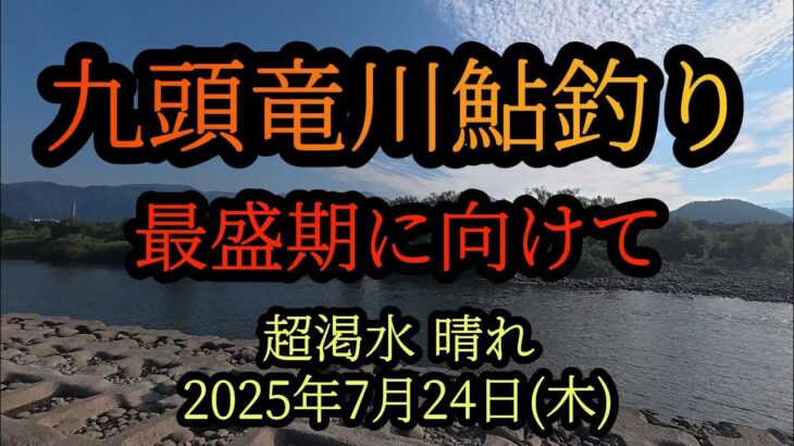 【九頭竜川鮎釣り】最盛期に向けて　2025年7月24日(木)