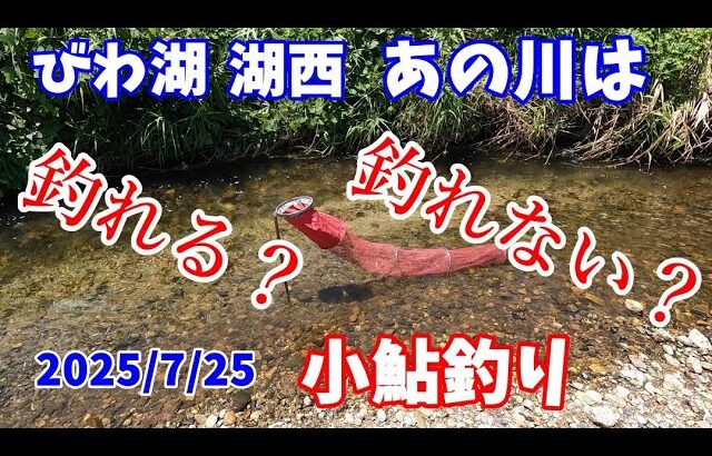 【2025/7/25】小鮎がほんまに釣れてるのかどうか、びわ湖 湖西あの有名河川に確かめに行ったら、、、
