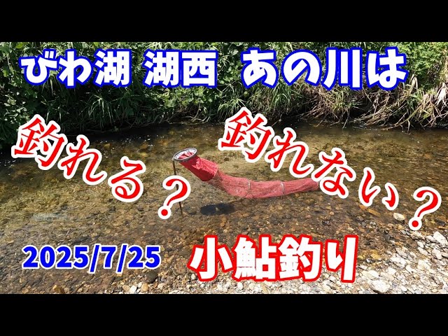 【2025/7/25】小鮎がほんまに釣れてるのかどうか、びわ湖 湖西あの有名河川に確かめに行ったら、、、