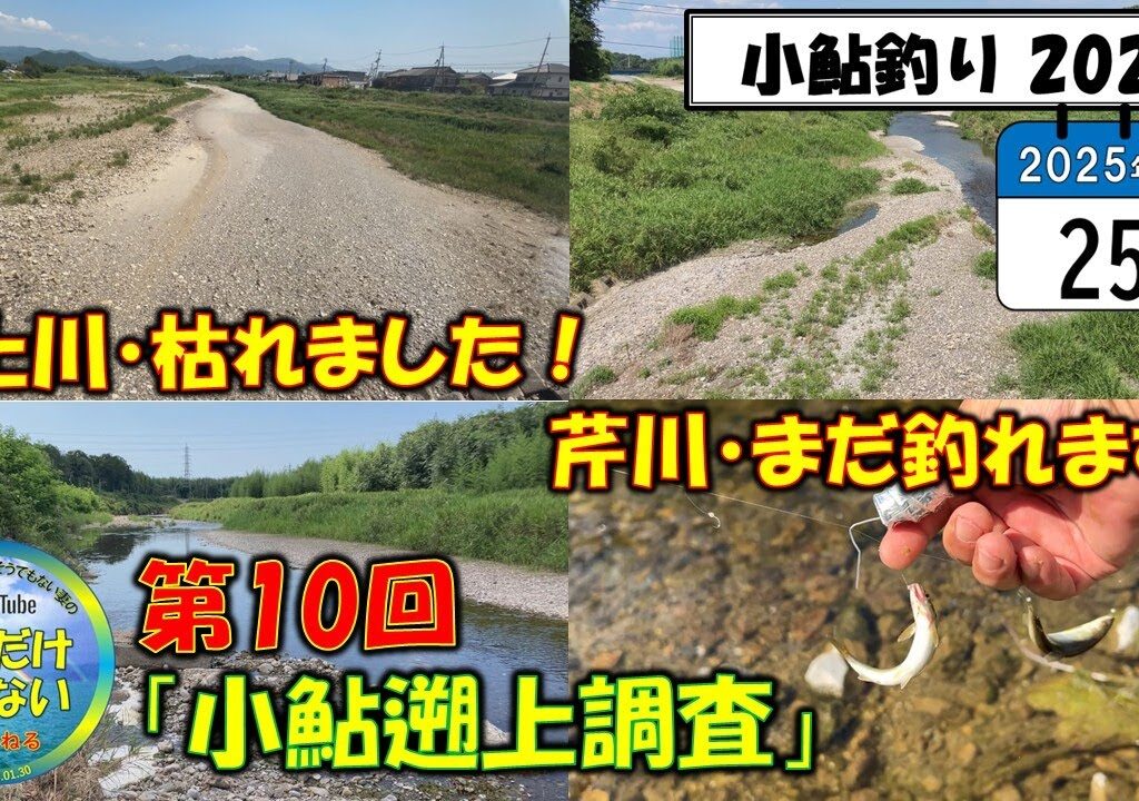超速報【小鮎釣り2025】また枯れた！7月25日、第10回「小鮎遡上調査」、壊滅的な犬上川と芹川ならまだチャンスあり？今回も編集は超手抜きです！