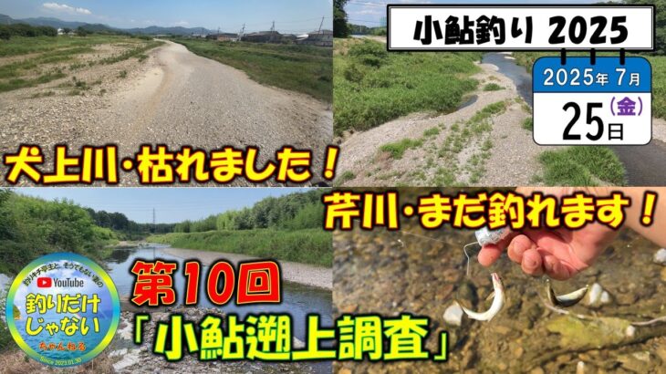 超速報【小鮎釣り2025】また枯れた！7月25日、第10回「小鮎遡上調査」、壊滅的な犬上川と芹川ならまだチャンスあり？今回も編集は超手抜きです！