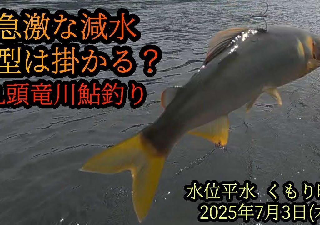 急激な減水　良型は掛かる？　九頭竜川鮎釣り　2025年7月3日