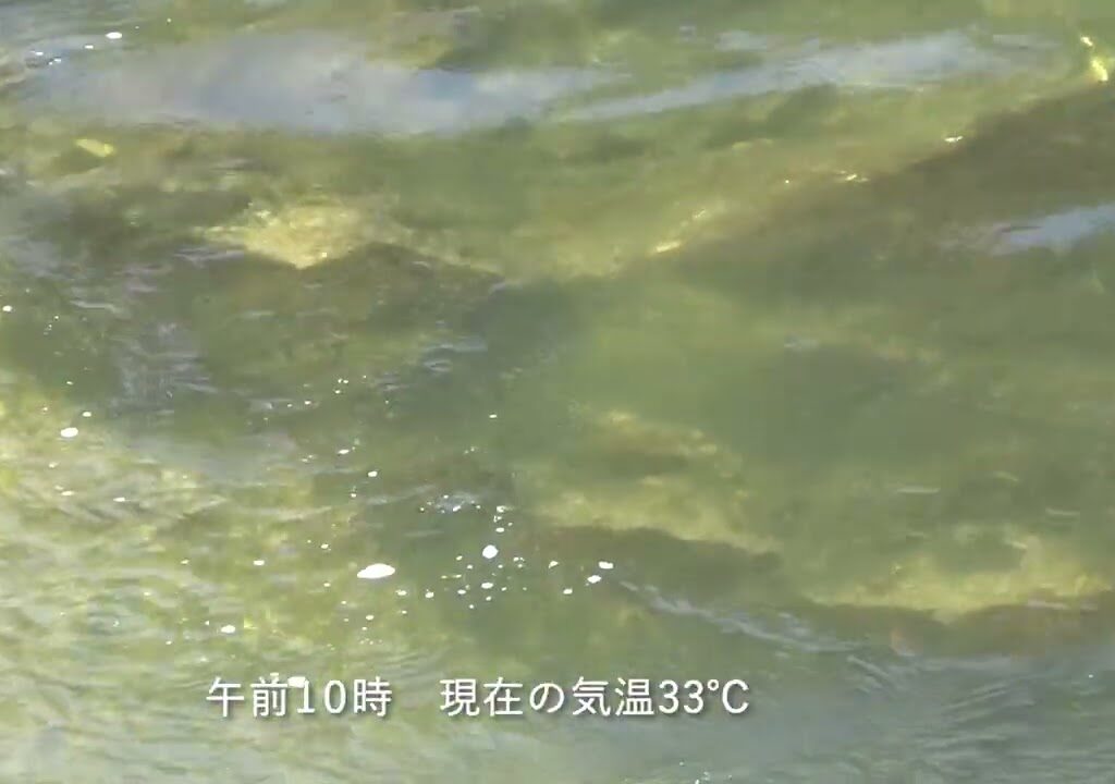 久慈川の鮎釣り2025年7月30日