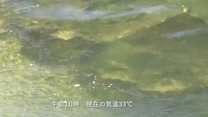久慈川の鮎釣り2025年7月30日