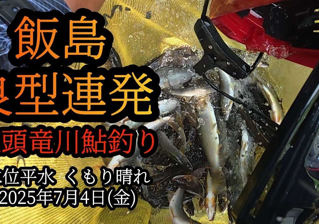 【飯島】良型連発！　九頭竜川の鮎釣り　2025年7月4日