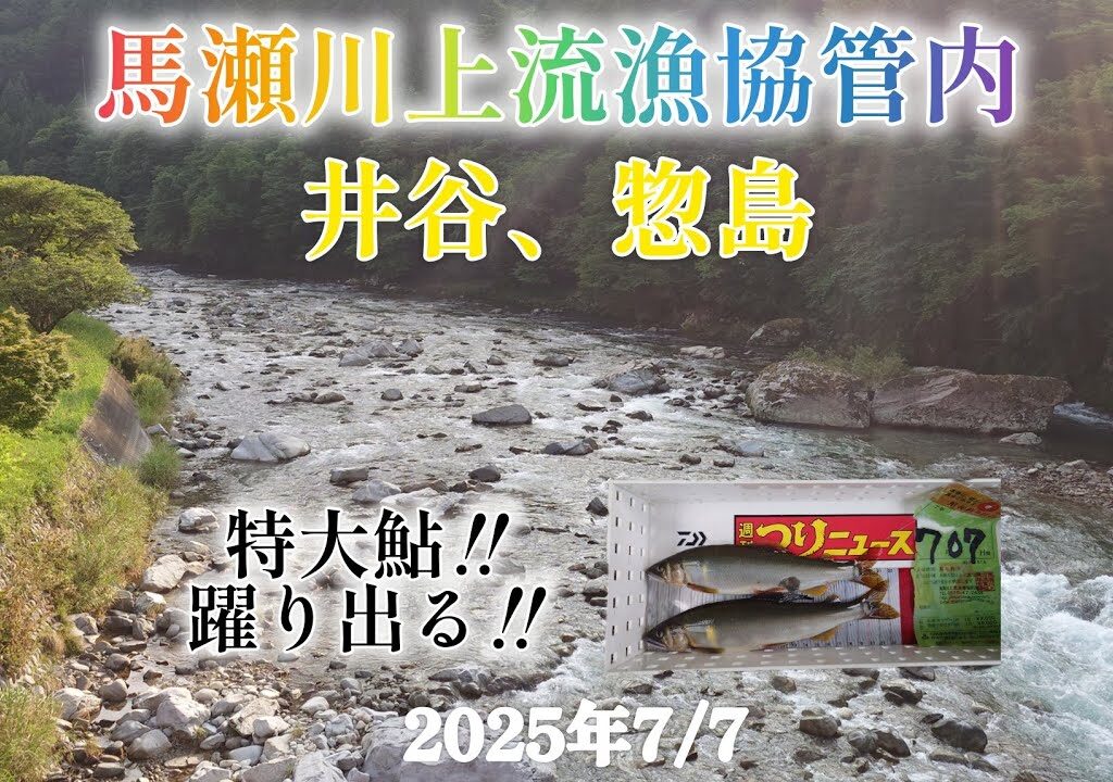 馬瀬川上流漁協管内　特大鮎‼️躍り出る‼️2025年7月7日