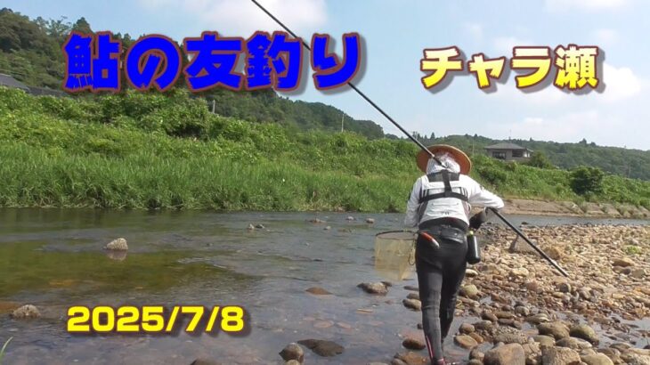 【鮎の友釣り】チャラ瀬 2025/7/8
