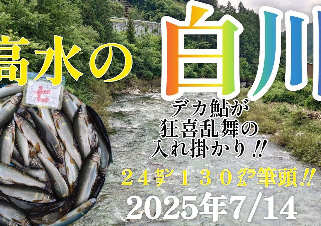 高水の白川。デカ鮎が狂喜乱舞の入れ掛かり‼️24㌢130㌘筆頭‼️2025年7/14