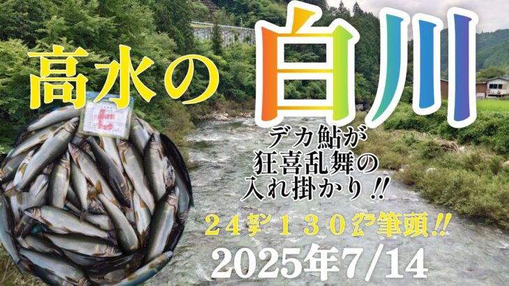 高水の白川。デカ鮎が狂喜乱舞の入れ掛かり‼️24㌢130㌘筆頭‼️2025年7/14