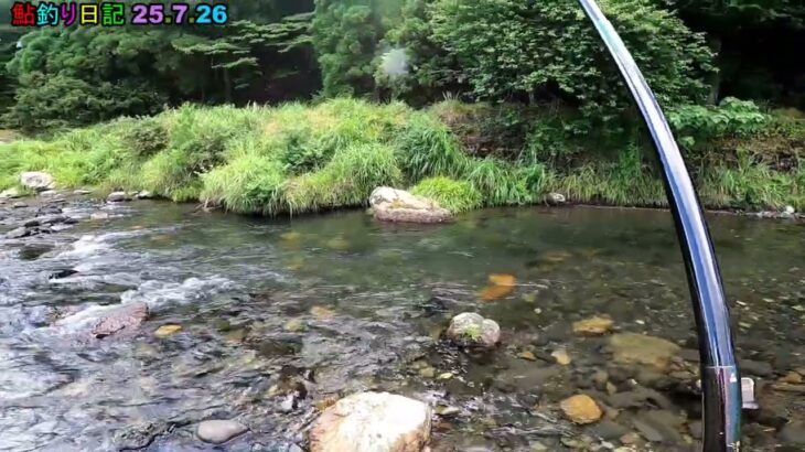 鮎釣り日記 25 7 26 01