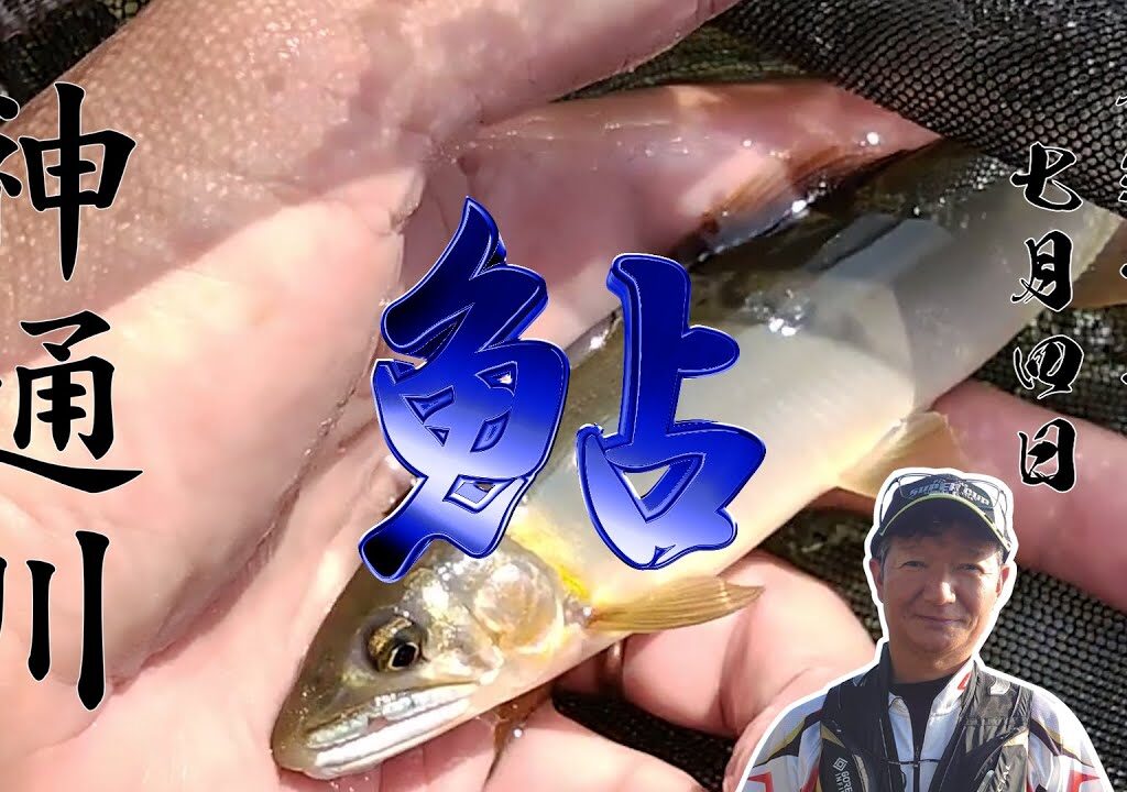 25 7 4 早朝の神通川 鮎