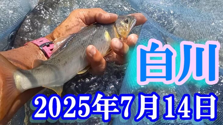 鮎釣り 25cm高引水残り垢 クオーレキャンプ場下 新白川橋下 白川  2025年