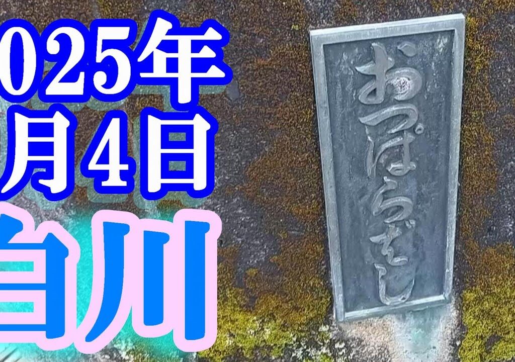 鮎釣り 30cm高引水垢腐れ 越原橋下 新大口橋下 クオーレキャンプ場下 白川  2025年