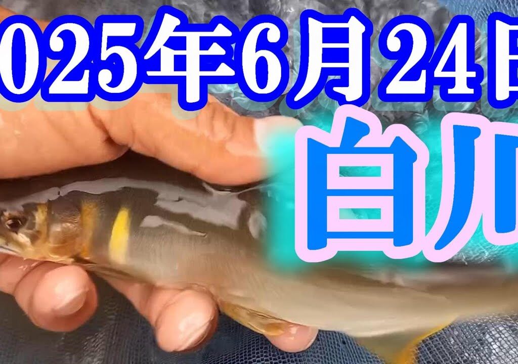 鮎釣り 30cm高引水 平成橋上 中松屋旅館上 鮮魚戸橋下 高橋上 白川  2025年