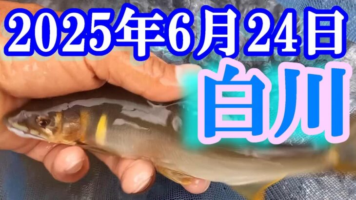 鮎釣り 30cm高引水 平成橋上 中松屋旅館上 鮮魚戸橋下 高橋上 白川  2025年