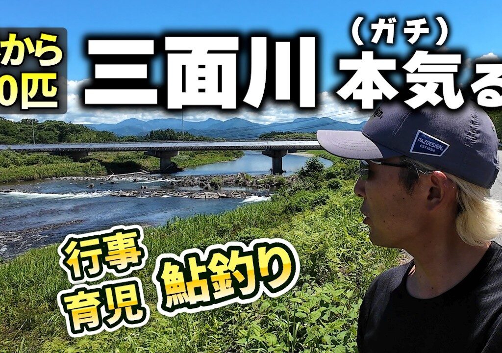 鮎釣り 日本海天然遡上！真黄色な鮎の三面川！昼から40匹釣れるか！？入れ掛かりあり