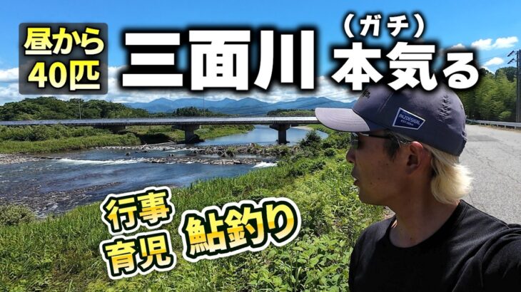 鮎釣り 日本海天然遡上！真黄色な鮎の三面川！昼から40匹釣れるか！？入れ掛かりあり