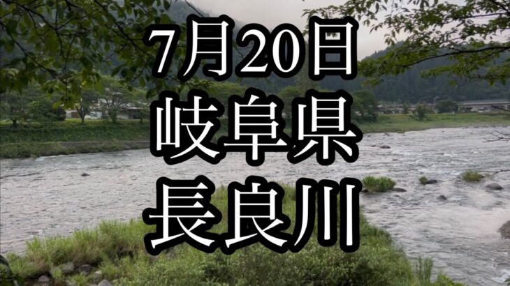 7月20日　岐阜県　長良川　大和地区　鮎釣り
