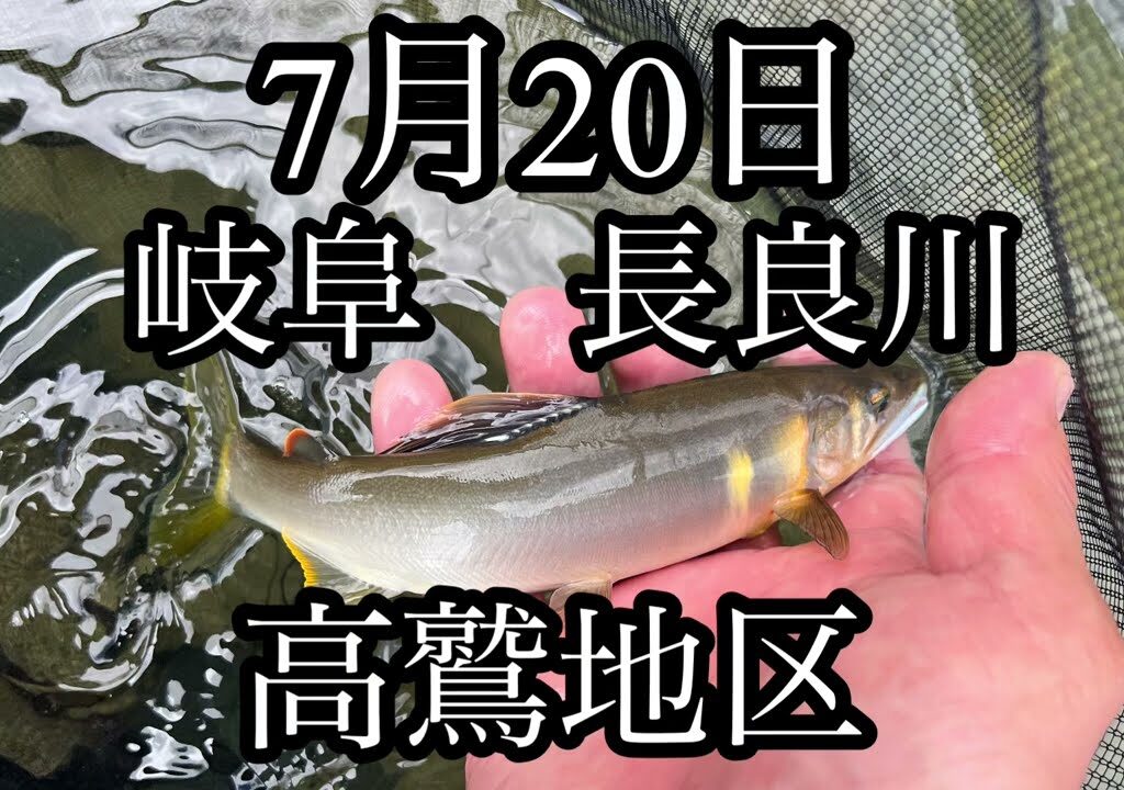 7月20日　岐阜県　長良川　高鷲地区　鮎釣り