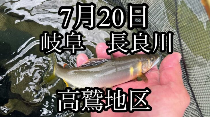 7月20日　岐阜県　長良川　高鷲地区　鮎釣り