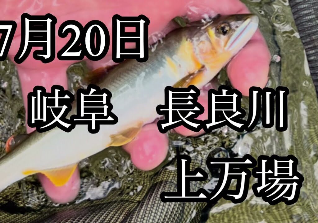 7月20日　岐阜　長良川　上万場　鮎釣り