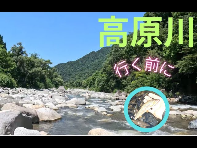 【２０２５年7月２5 日　高原川鮎釣り。行く前に見てください】