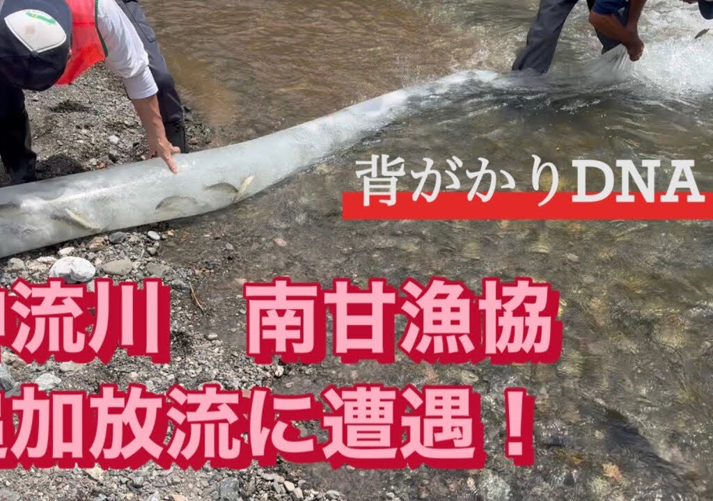 神流川　南甘漁協　群馬県　鮎釣り　背がかりDNA 放流　2025.7.18