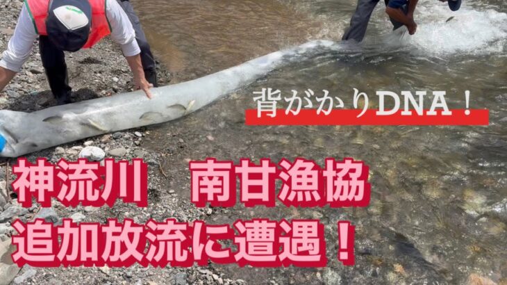 神流川　南甘漁協　群馬県　鮎釣り　背がかりDNA 放流　2025.7.18