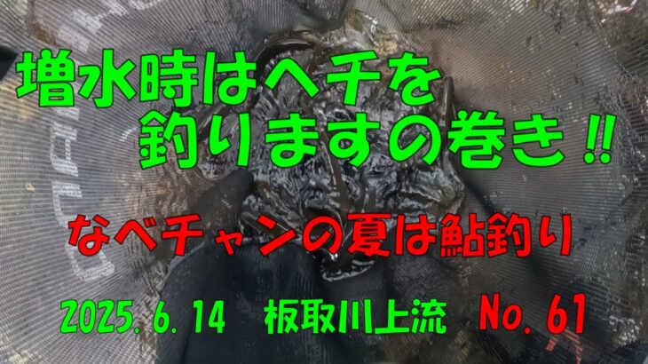 増水時はへチを釣りますの巻き‼　なべチャンの夏は鮎釣り　No.61　2025 6 14 板取川上流