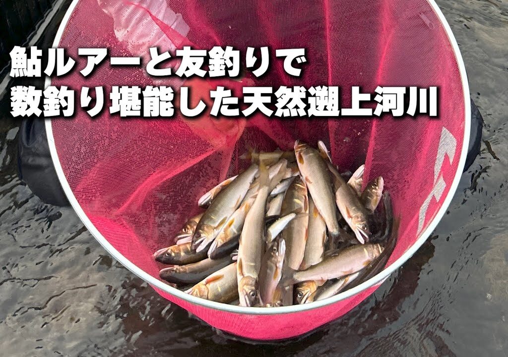 鮎ルアーと友釣りで数釣り堪能した天然遡上河川【鮎Ready?VOL.43】