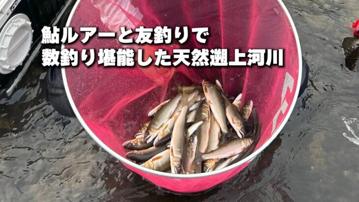 鮎ルアーと友釣りで数釣り堪能した天然遡上河川【鮎Ready?VOL.43】