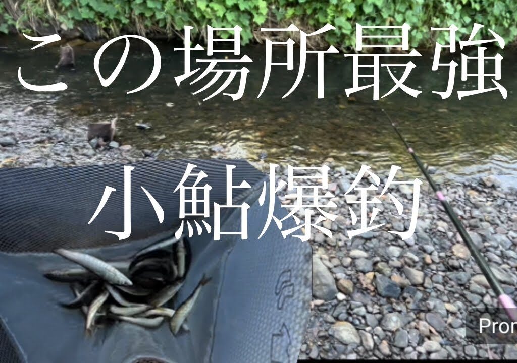 小鮎爆釣！！ポイントを見極めれたら勝ち！#fishing #鮎釣り