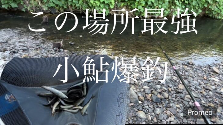 小鮎爆釣！！ポイントを見極めれたら勝ち！#fishing #鮎釣り