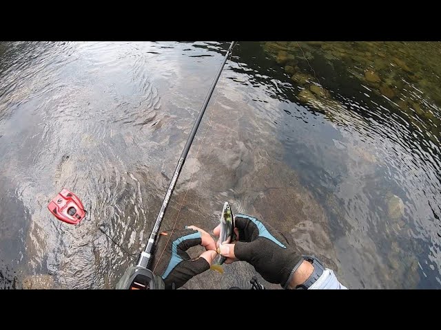 トロ場でアユイングしてみた　#shorts #鮎 #ルアーフィッシング