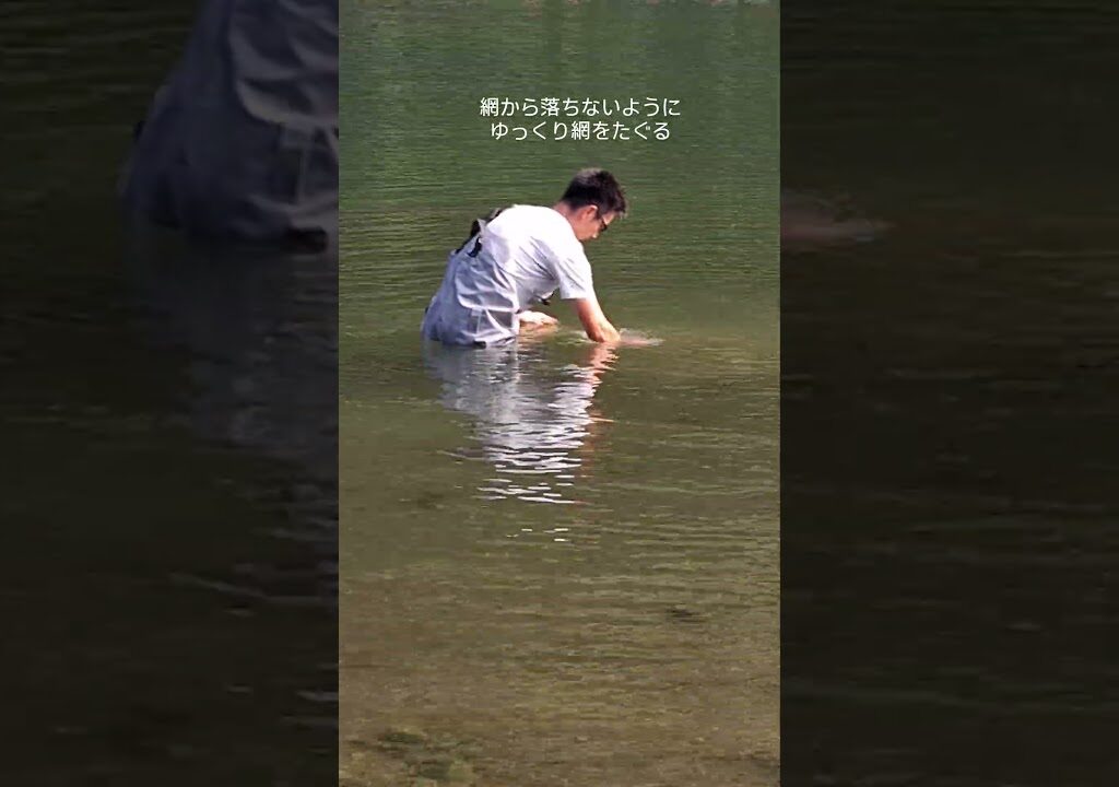 夏鮎をナゲアミでとる！今年の四万十川は鮎が多いです！#四万十川 #投網 #川漁師