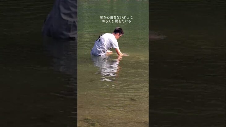 夏鮎をナゲアミでとる！今年の四万十川は鮎が多いです！#四万十川 #投網 #川漁師