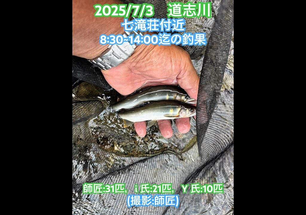 【道志川　鮎釣り】 鮎、型も揃ってきた。 #山梨県#道志川#鮎釣り#友釣り#鮎