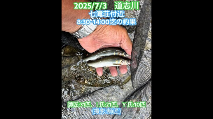 【道志川　鮎釣り】 鮎、型も揃ってきた。 #山梨県#道志川#鮎釣り#友釣り#鮎