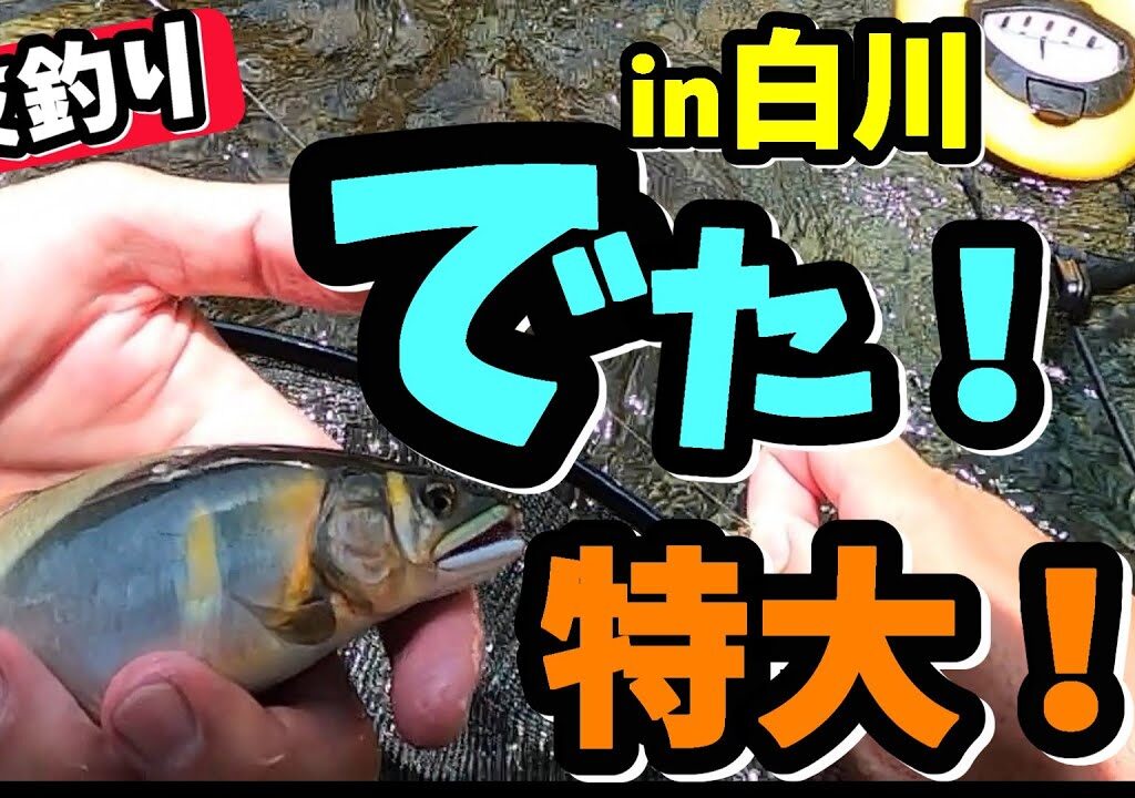 【友釣り】 大混雑の白川！釣れるのか！？