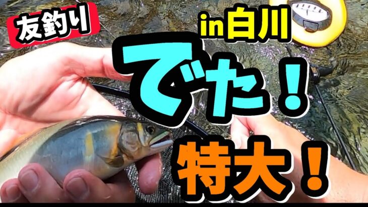 【友釣り】 大混雑の白川！釣れるのか！？